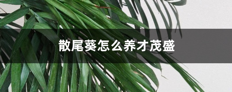 散尾葵怎么养才茂盛，散尾葵图片