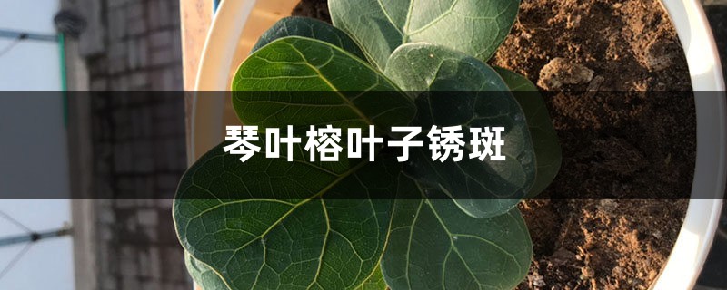 琴叶榕叶子锈斑怎么治，能变回来吗