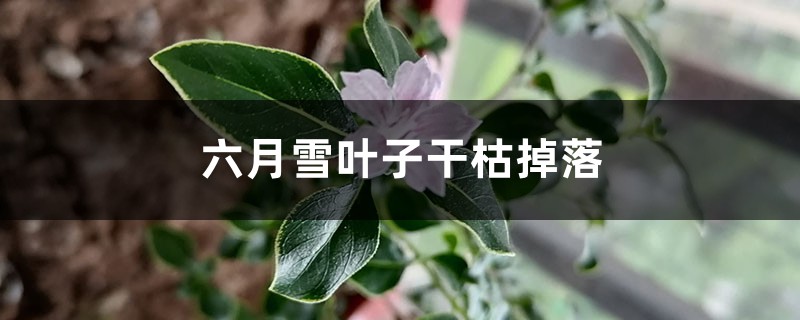 六月雪叶子干枯掉落怎么办