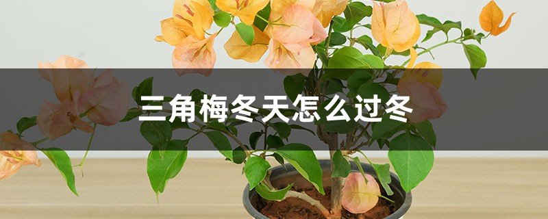 三角梅冬天怎么过冬