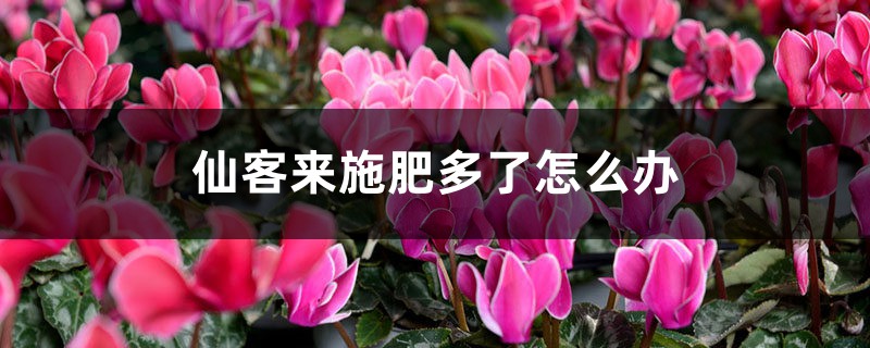 仙客来施肥多了怎么办，开花期可以施肥吗