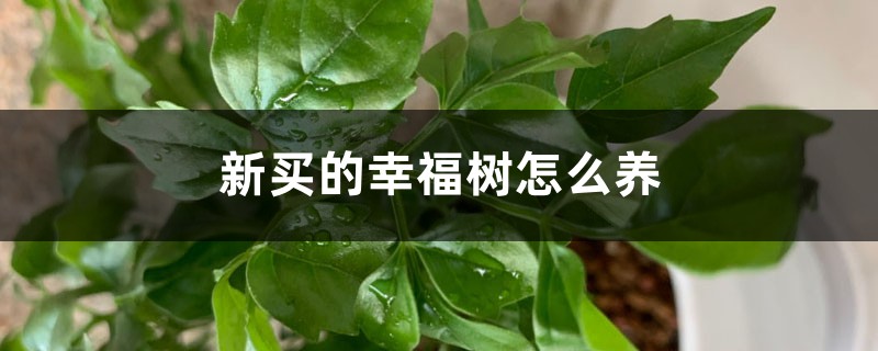 新买的幸福树怎么养