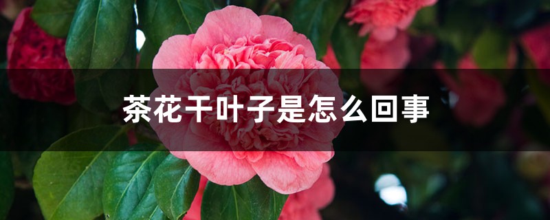 茶花干叶子是怎么回事