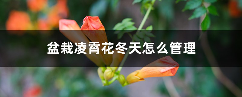 盆栽凌霄花冬天怎么管理，冬季最低温度