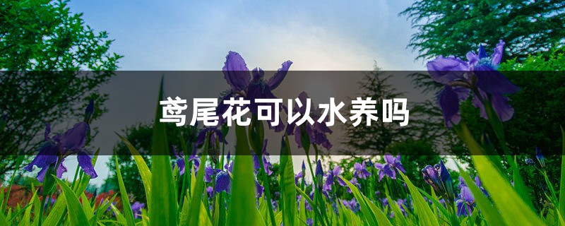 鸢尾花可以水养吗，怎么改为水培