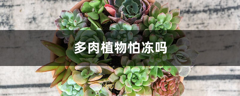 多肉植物怕冻吗，冬天怎么养