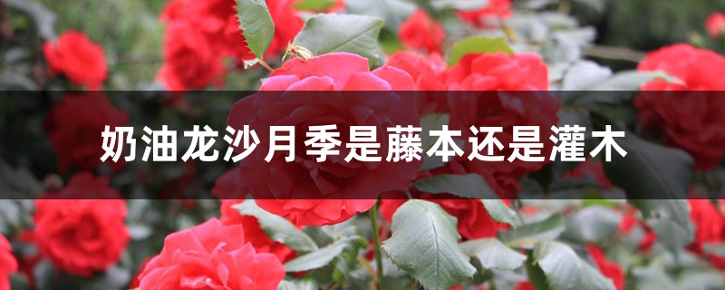 奶油龙沙月季是藤本还是灌木，怎么养