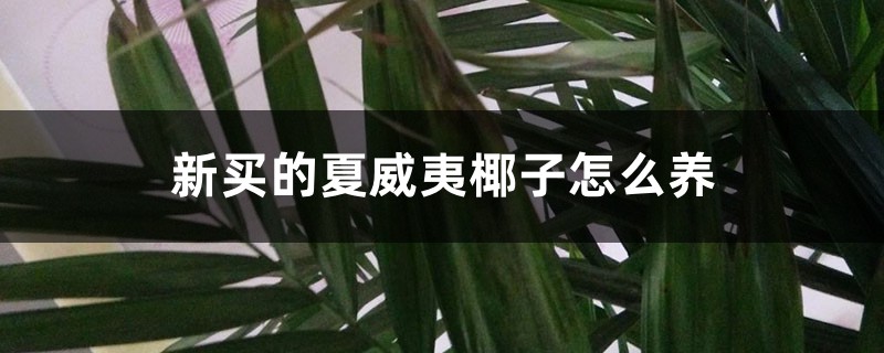 新买的夏威夷椰子怎么养