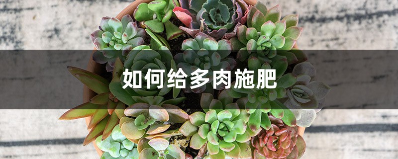 多肉施肥方法，用什么肥好