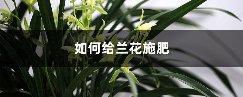 兰花施肥方法，用什么肥好