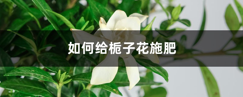 栀子花施肥方法，用什么肥好