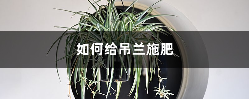 吊兰施肥方法，用什么肥好