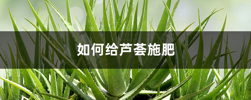 芦荟施肥方法，用什么肥好