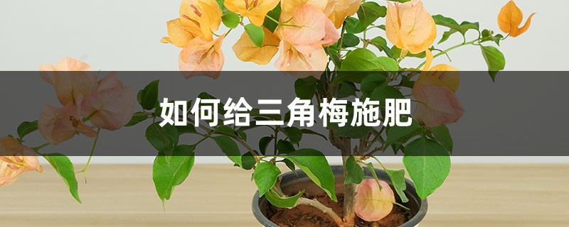 三角梅施肥方法，用什么肥好