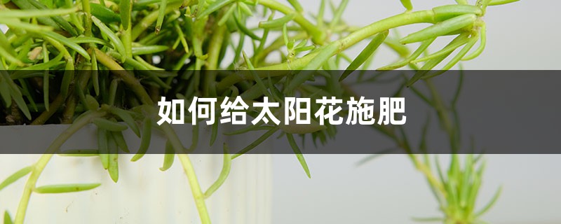 太阳花施肥方法，用什么肥好