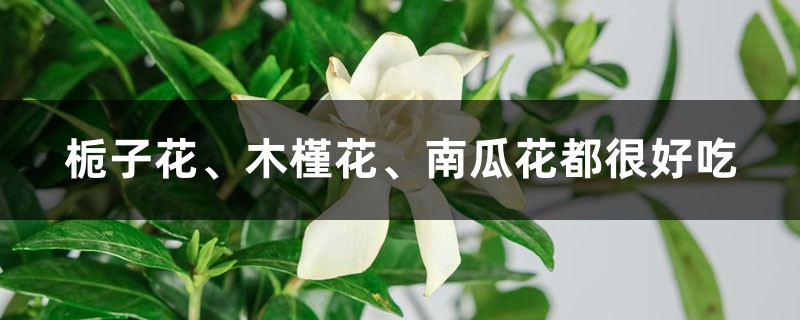 栀子花、木槿花、南瓜花都很好吃