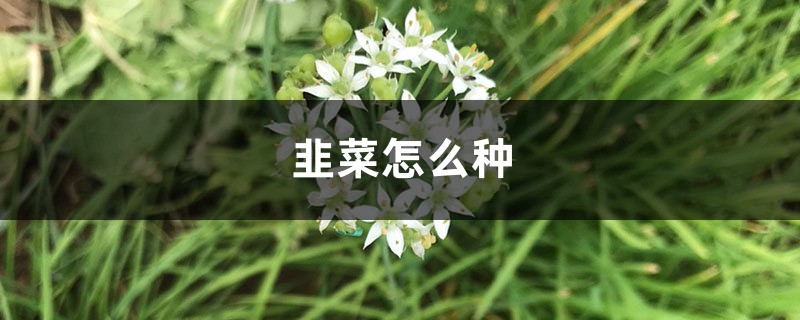 韭菜怎么种