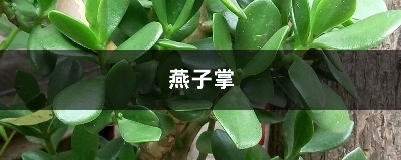 燕子掌绿油油超耐看，学会这样养，开花爆盆能更“快”！