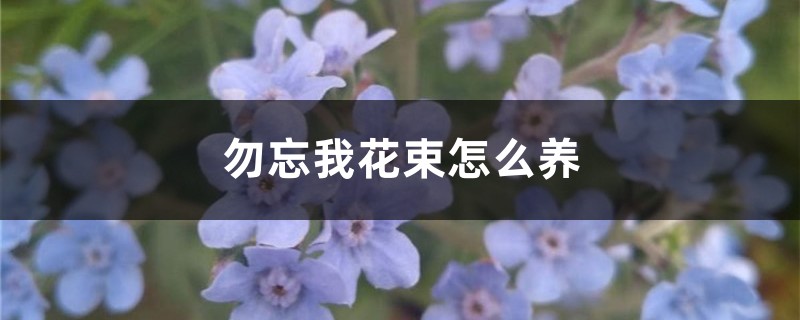 勿忘我花束怎么养