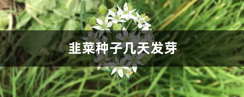 韭菜种子几天发芽