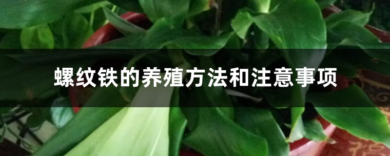 螺纹铁的养殖方法和注意事项