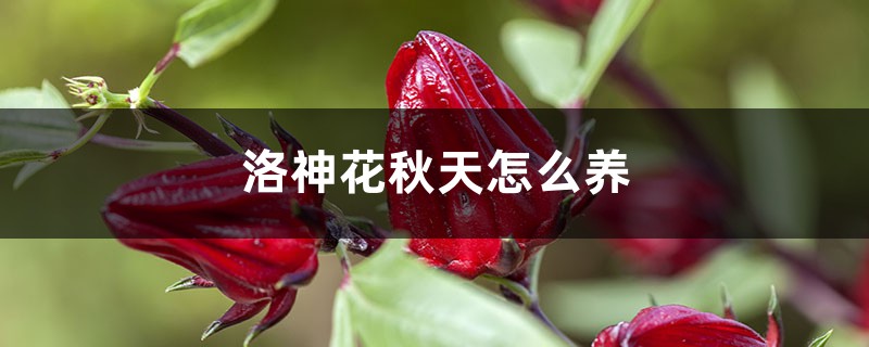 洛神花秋天怎么养