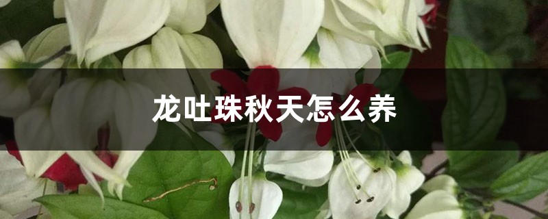 龙吐珠秋天怎么养