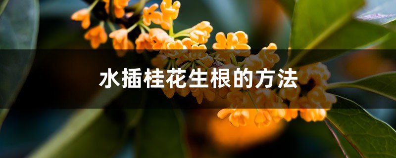 水插桂花生根的方法