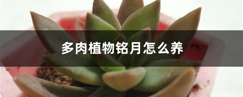 多肉植物铭月怎么养：如何修剪和养胖？