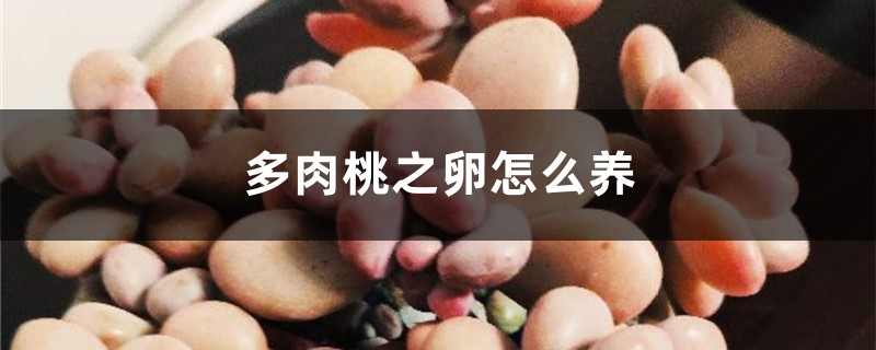 多肉“桃蛋”桃之卵怎么养？如何浇水、施肥和换盆？