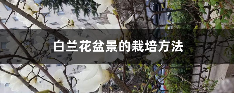 白兰花盆景的栽培方法（附白兰花图片）