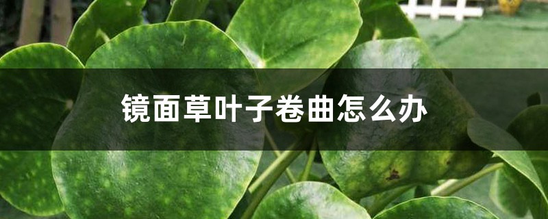 镜面草叶子卷曲怎么办