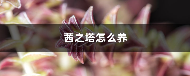 茜之塔怎么养