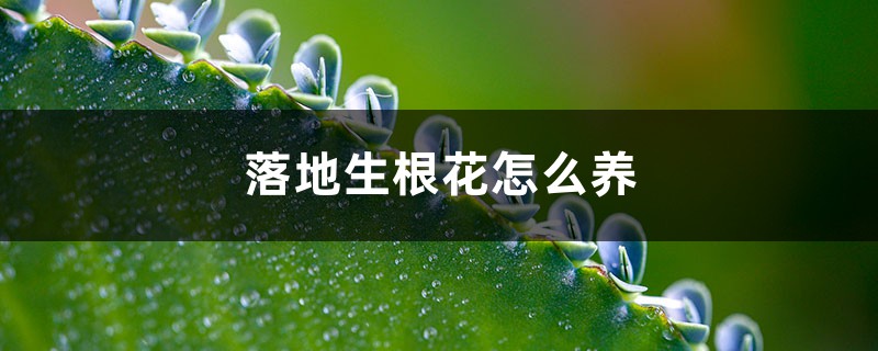 落地生根花怎么养