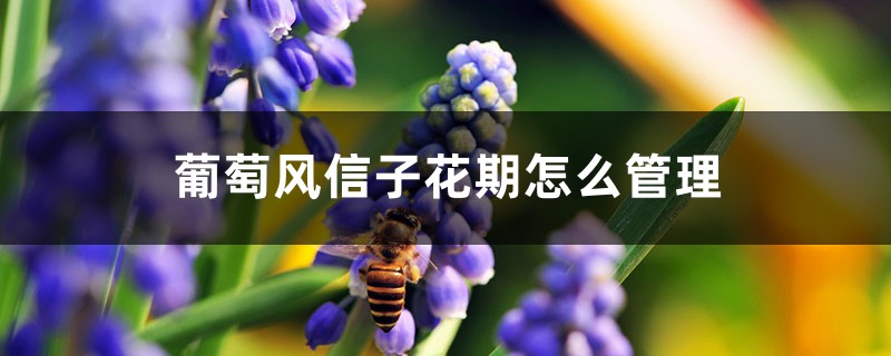 葡萄风信子几月开花，花期怎么管理