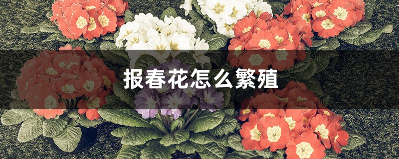 报春花怎么繁殖