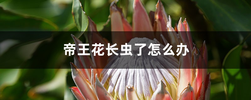 帝王花长虫了怎么办