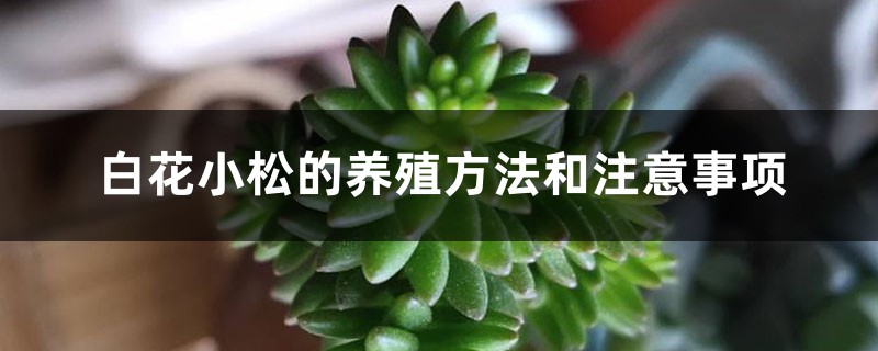 白花小松的养殖方法和注意事项