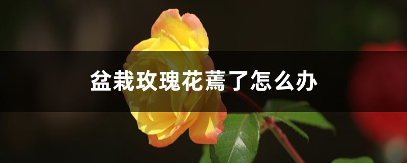 盆栽玫瑰花蔫了怎么办