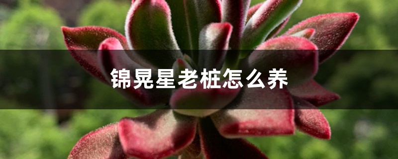 锦晃星老桩怎么养