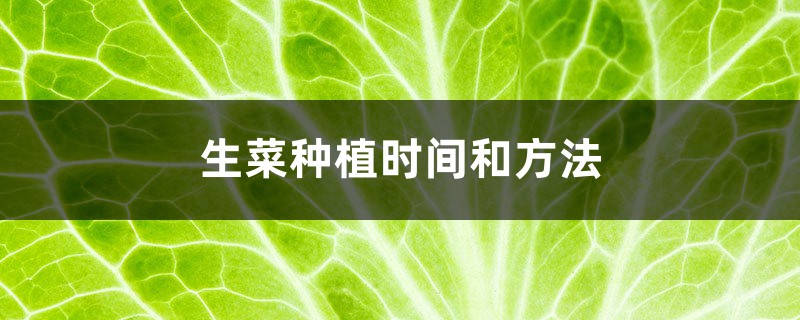 生菜种植时间和方法