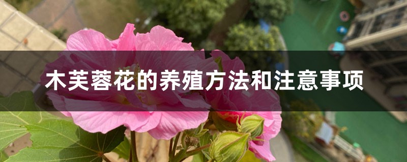 木芙蓉花的养殖方法和注意事项