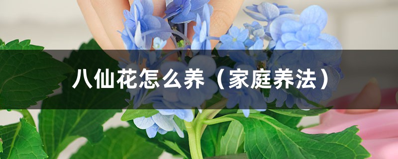 八仙花怎么养（家庭养法）