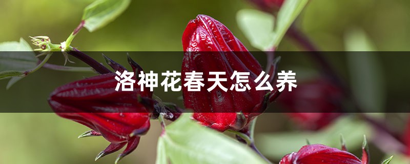 洛神花春天怎么养