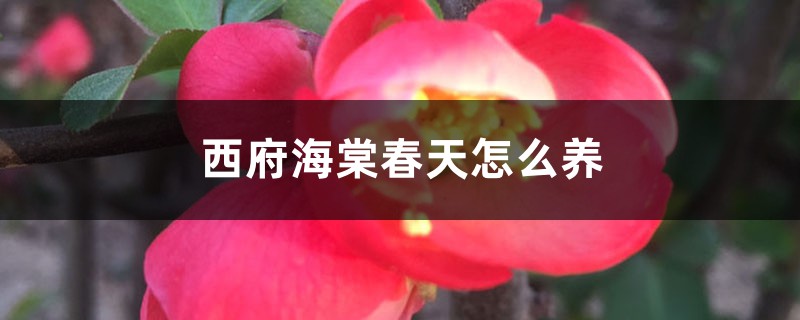 西府海棠春天怎么养