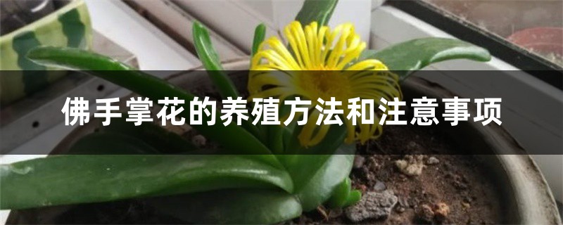 佛手掌花的养殖方法和注意事项