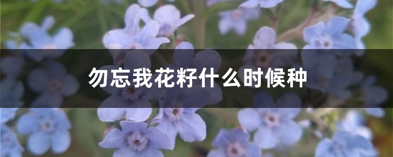 勿忘我花籽什么时候种