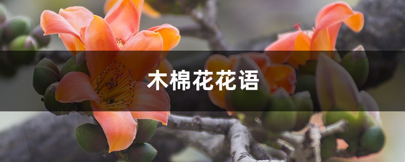 木棉花花语、寓意，适合送给什么人