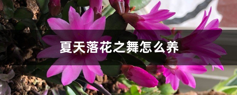 夏天落花之舞怎么养