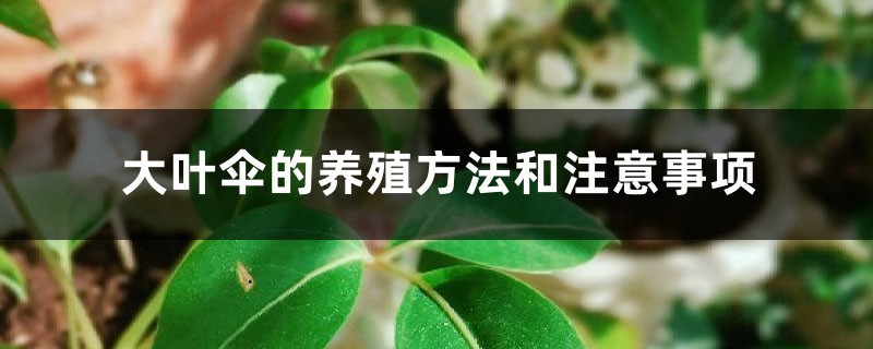 大叶伞的养殖方法和注意事项